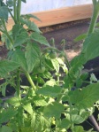 First 2013 Tomatoes in Earthbox